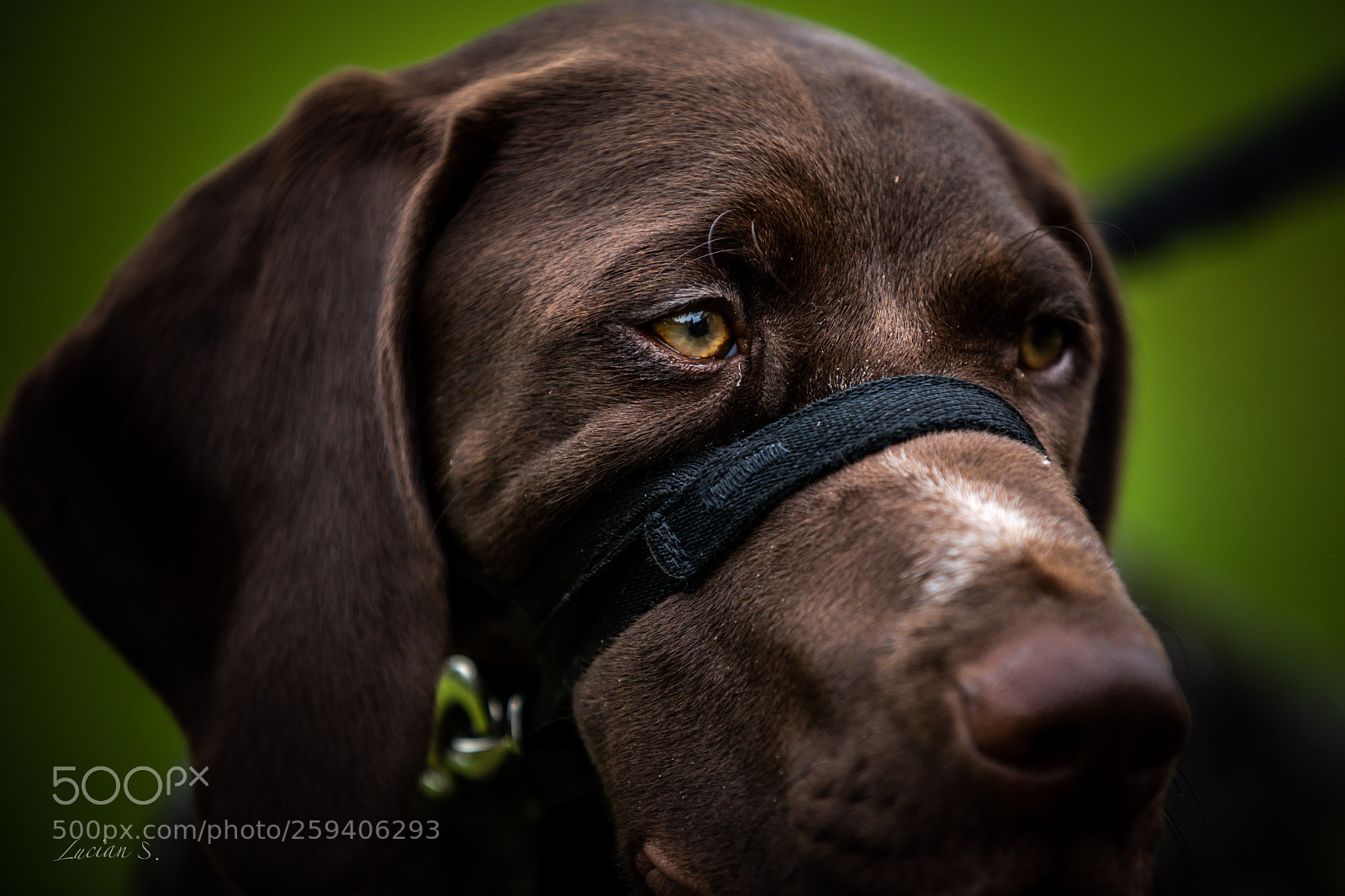 Canon EOS 5D Mark IV sample photo. Brown dog photography