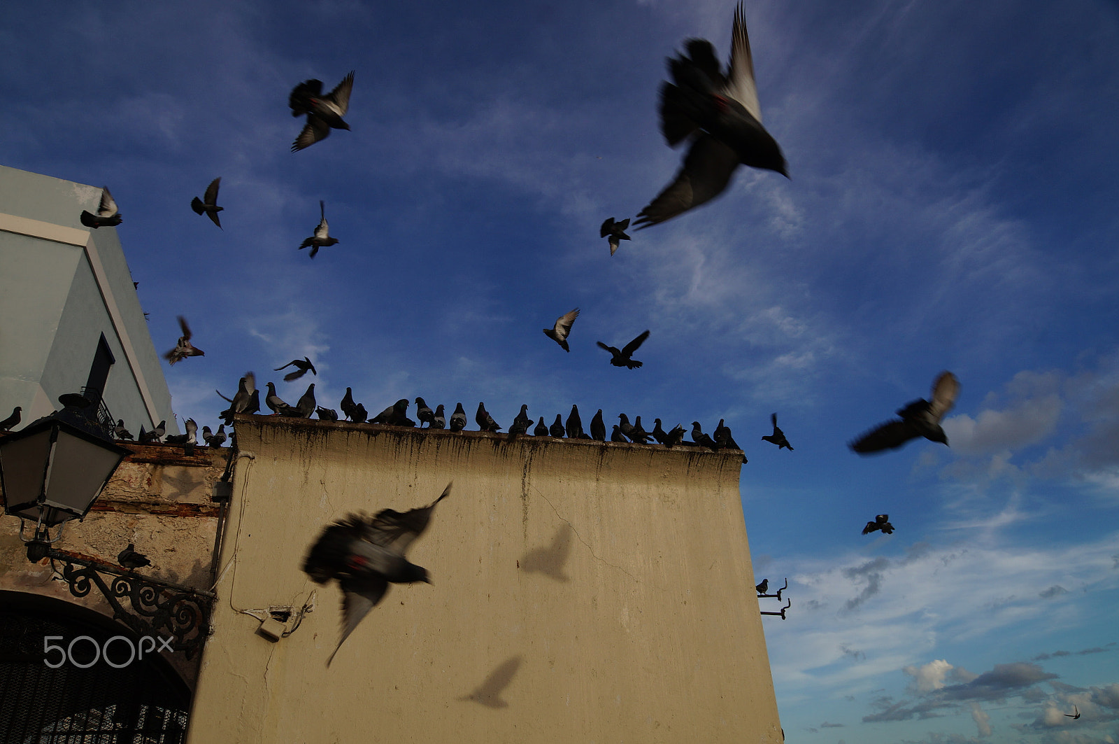Sony SLT-A57 + Sony Vario-Sonnar T* DT 16-80mm F3.5-4.5 ZA sample photo. Pigeons photography