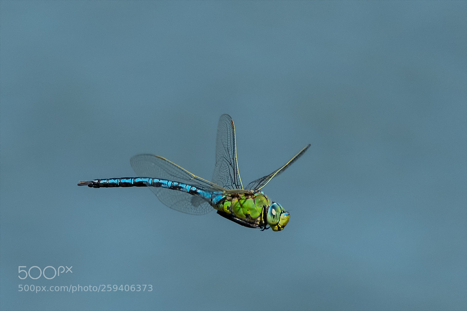 Nikon D850 sample photo. Flying mosaikjungfer photography