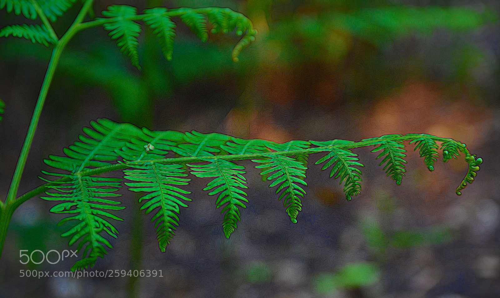 Nikon D7000 sample photo. Fern with effects photography