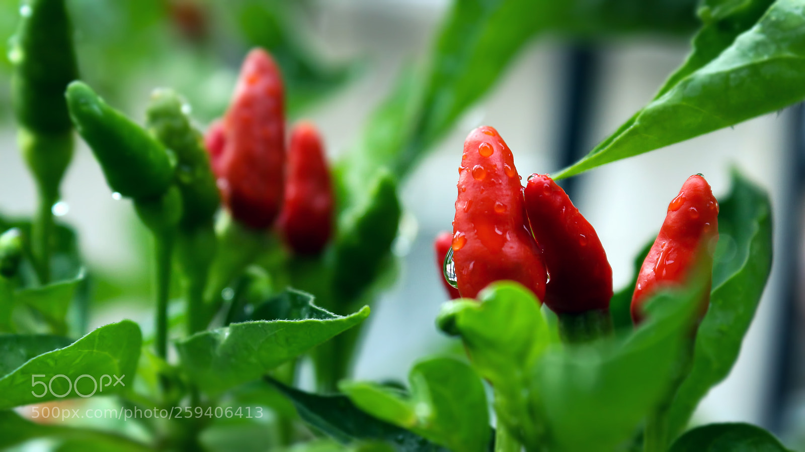 Canon EOS 700D (EOS Rebel T5i / EOS Kiss X7i) sample photo. Red hot chilli photography