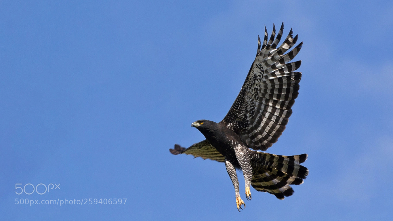 Canon EOS 60D sample photo. Black hawk-eagle photography