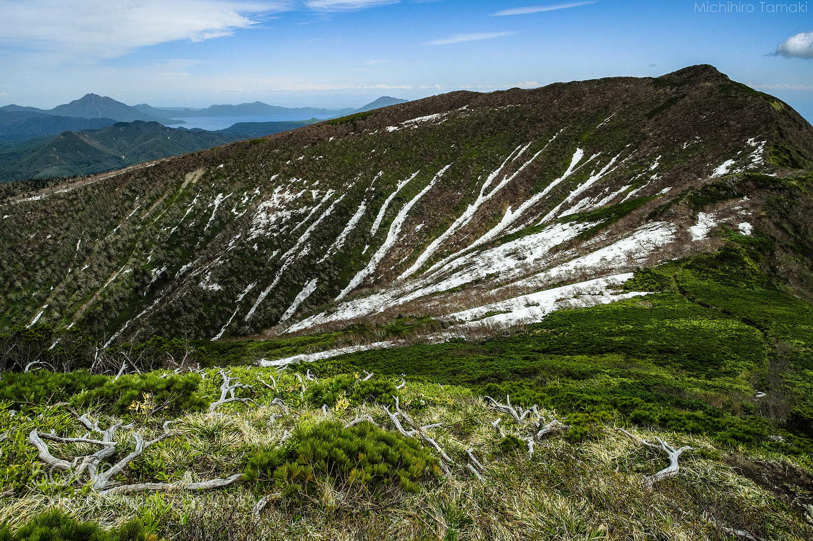 Fujifilm X-E1 sample photo. Creeping pine and remaining photography