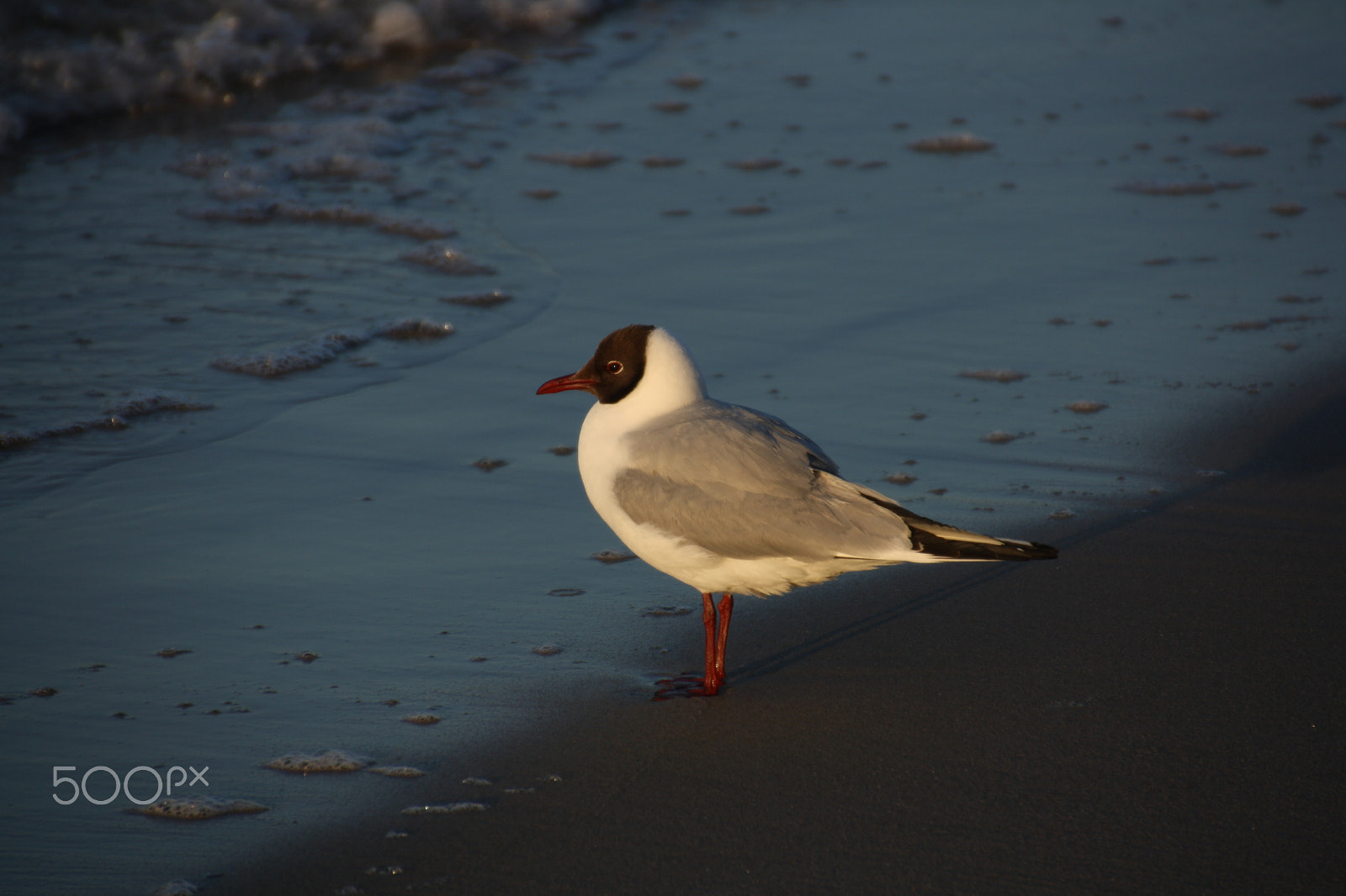 Canon EOS 1000D (EOS Digital Rebel XS / EOS Kiss F) sample photo. Black-headed gull in sunset light photography