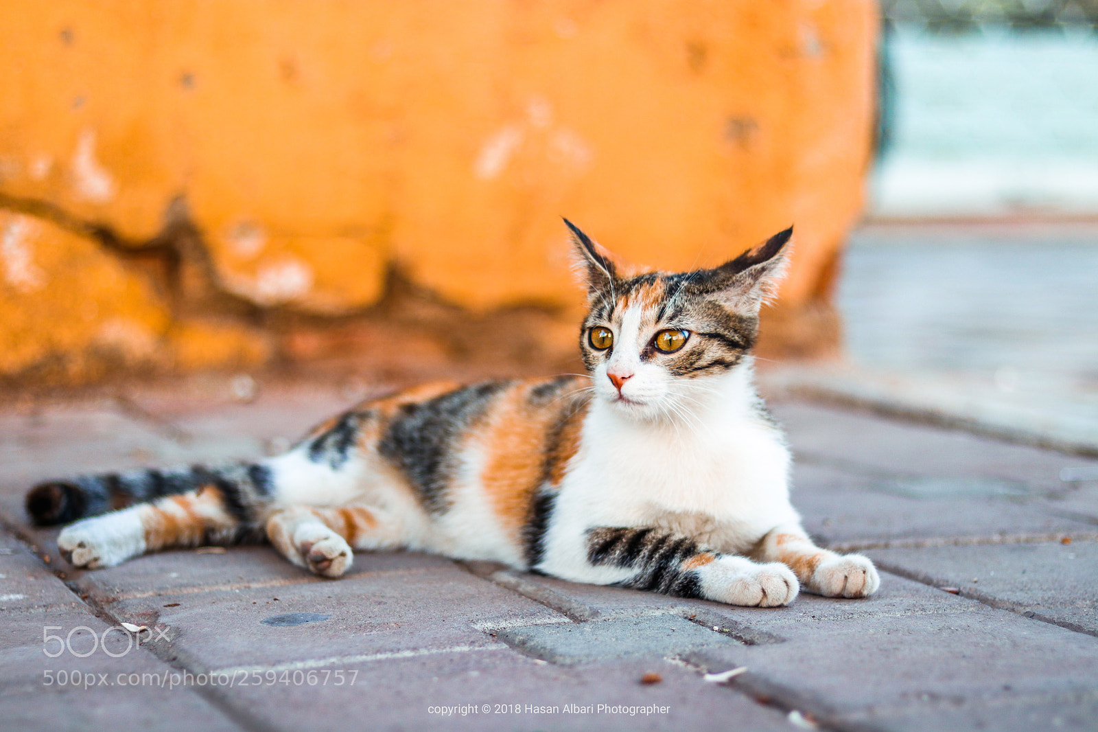 Canon EOS 80D sample photo. Cat photography