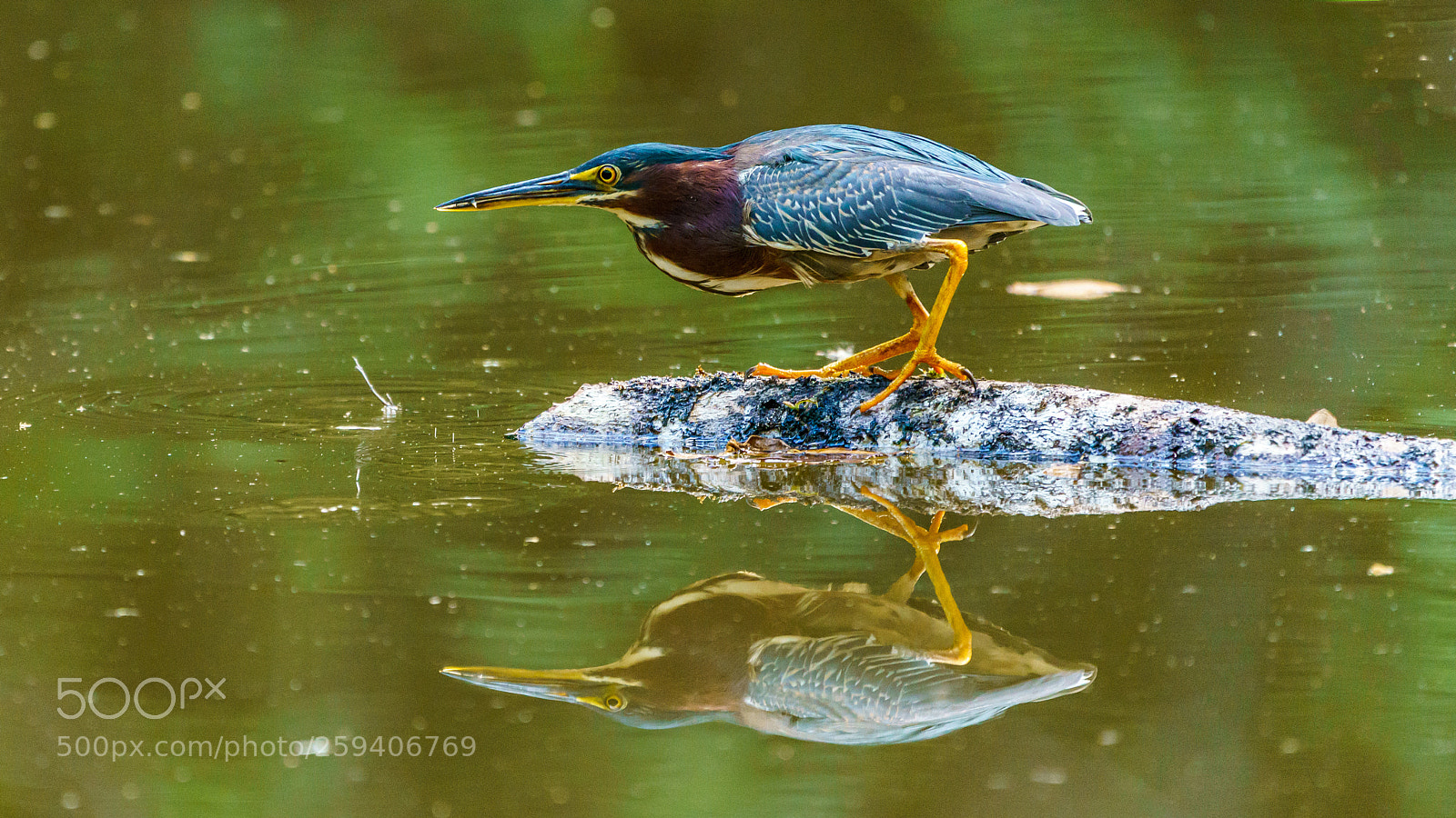 Sony a9 sample photo. Green heron on the photography