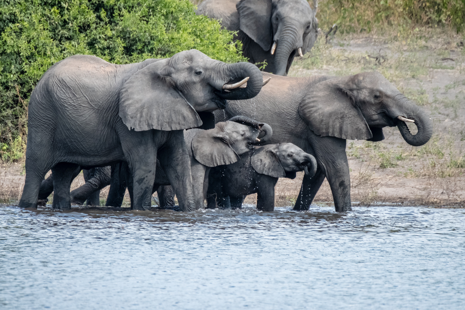 Botswana Elephants on the Chobe River