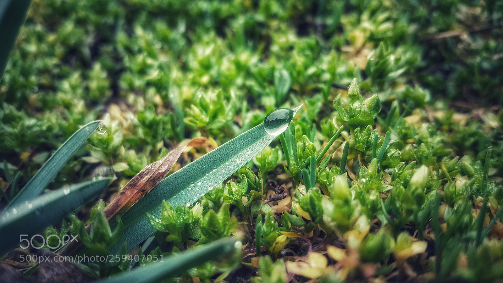 Samsung Galaxy Note5 sample photo. Wonderland photography
