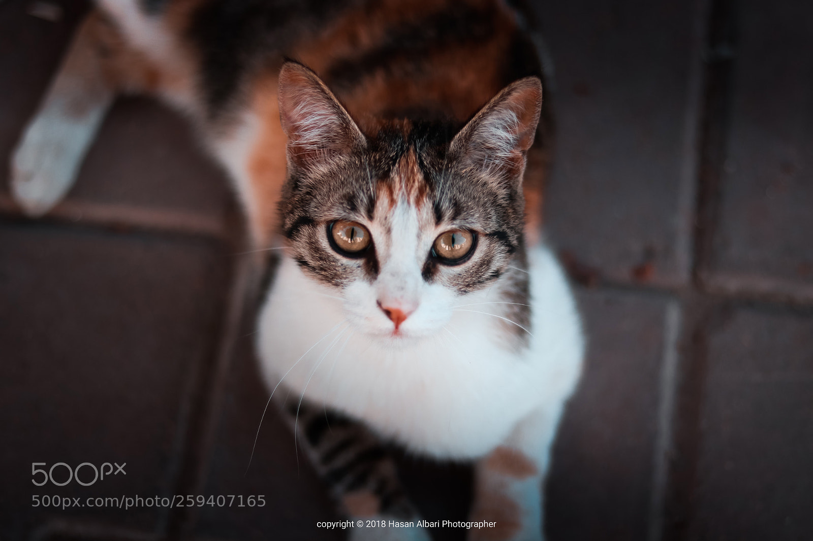 Canon EOS 80D sample photo. Wallpaper cat photography