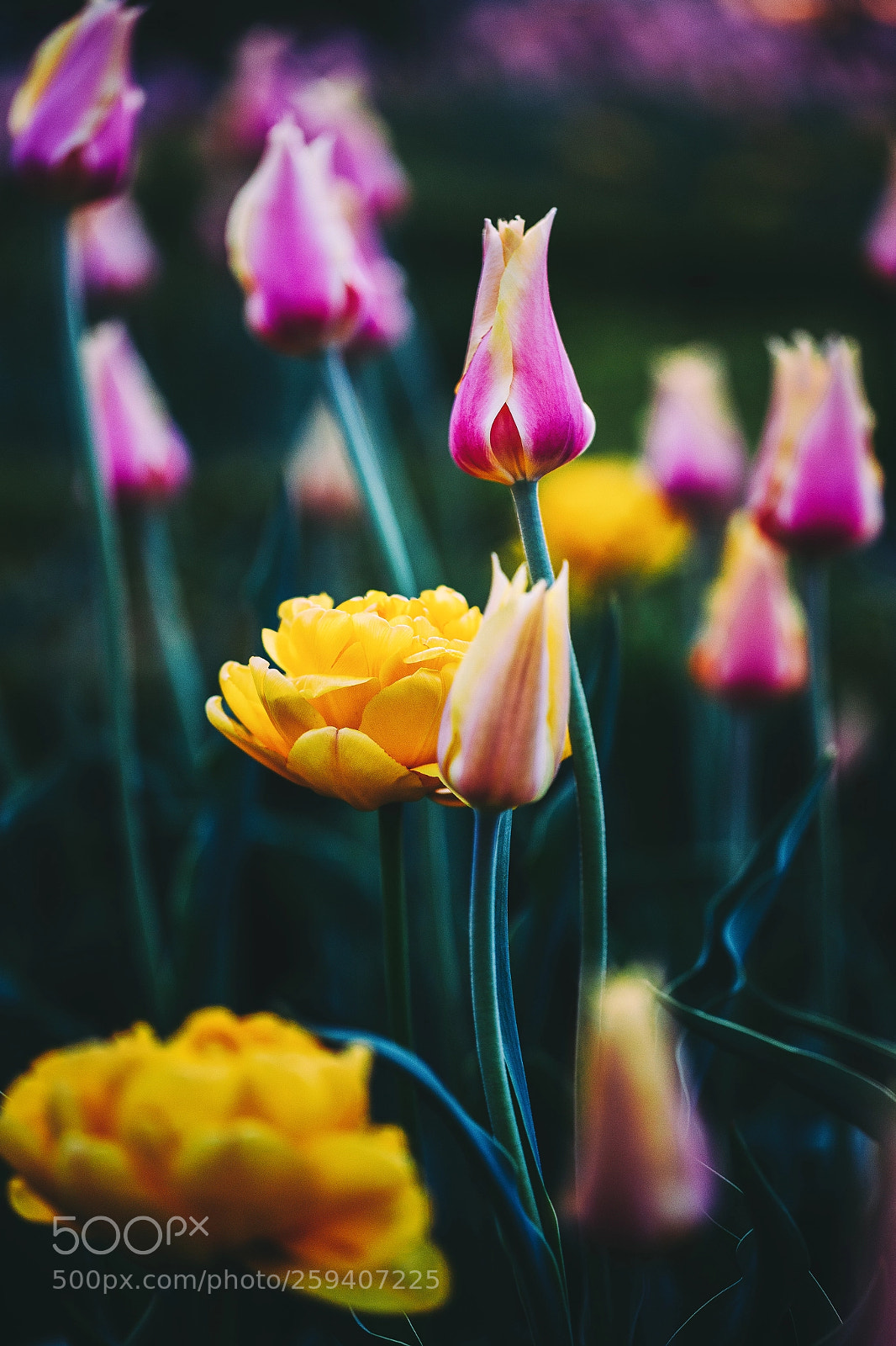 Canon EOS 6D sample photo. Colors of spring photography