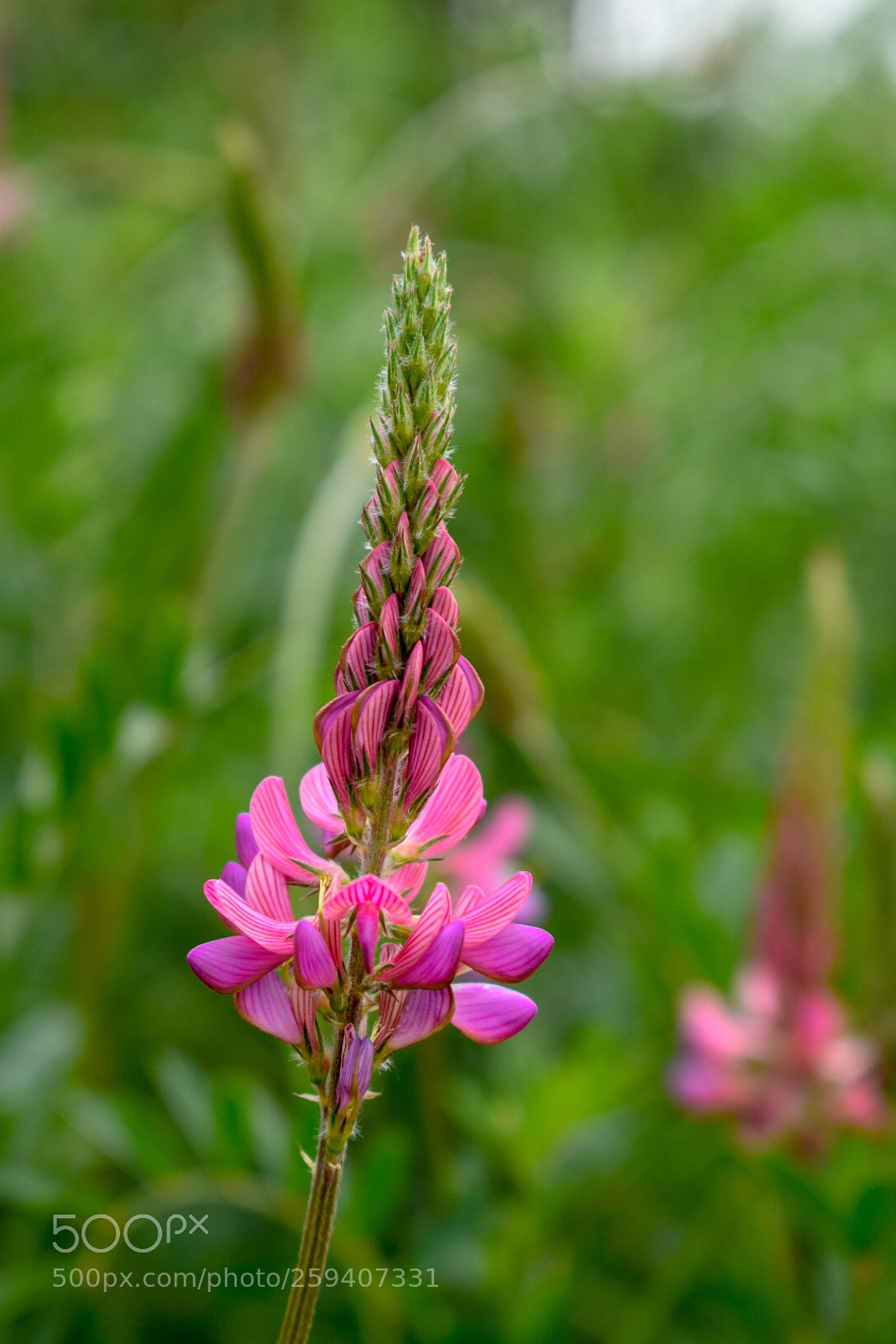 Nikon D3400 sample photo. Flower photography