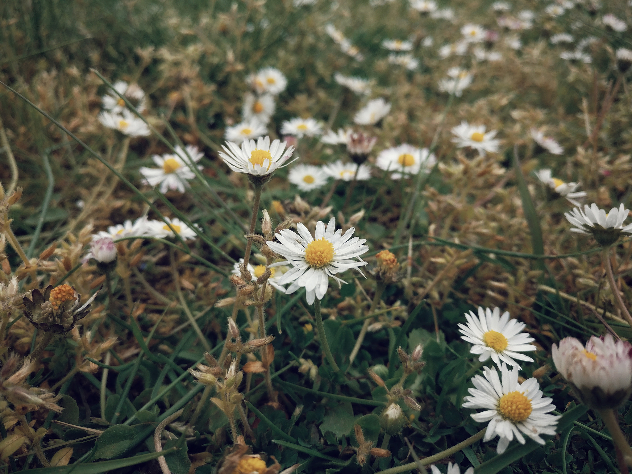 OnePlus A3000 sample photo. Daisies photography