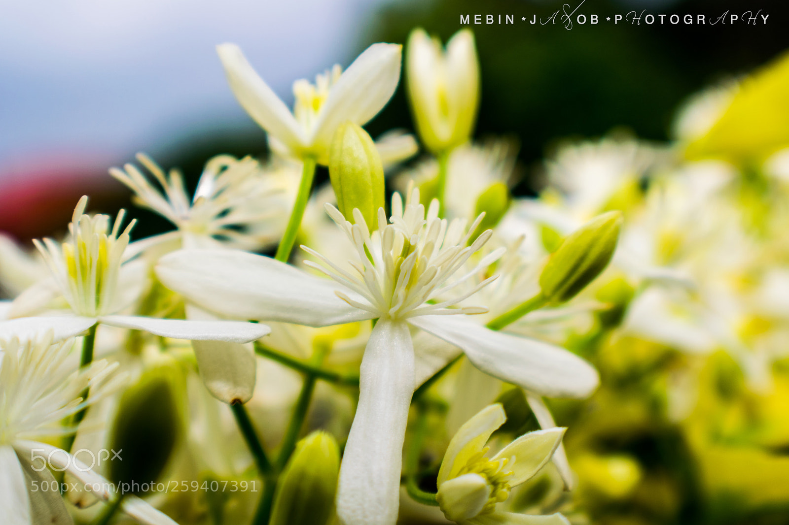 Nikon D5300 sample photo. The beauty of nature photography