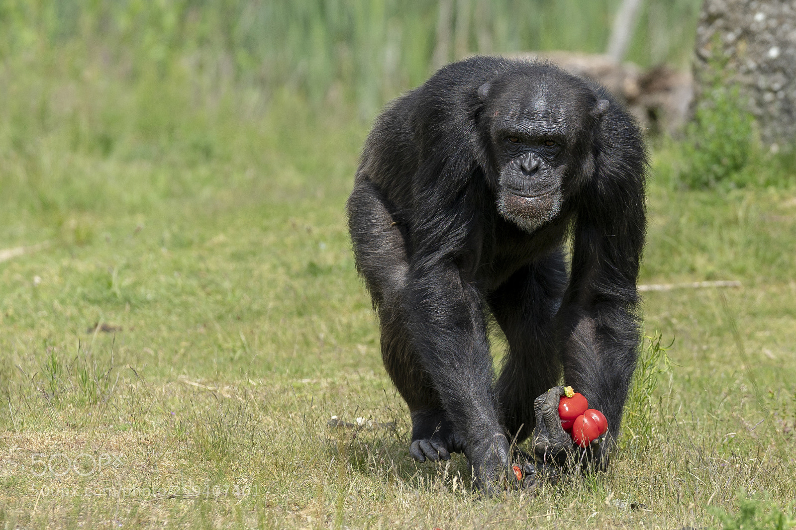 Sony a7R III sample photo. ~chimpansee~ photography