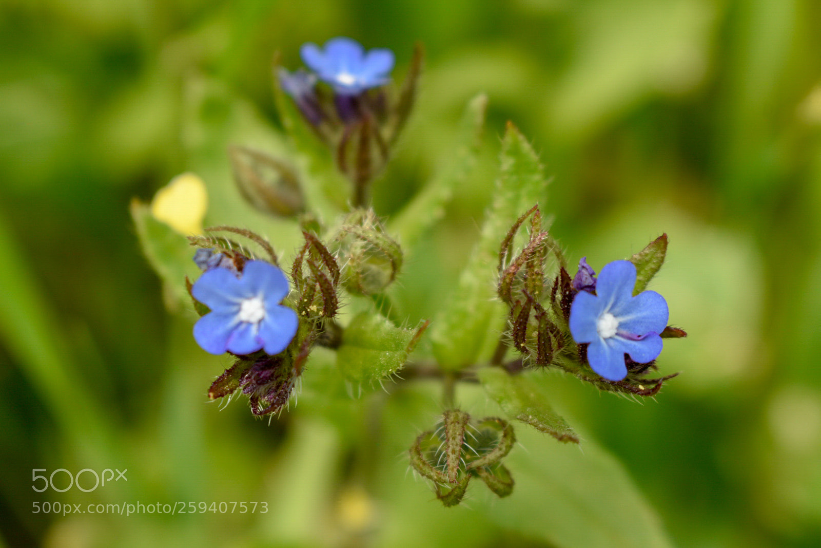 Nikon D3400 sample photo. Flower photography