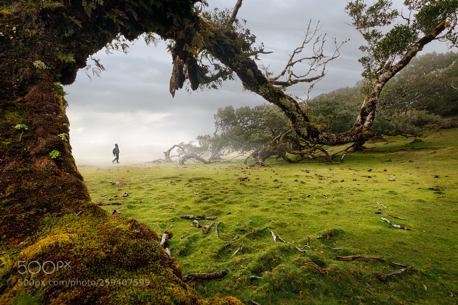Canon EOS 5D Mark IV sample photo. Fog forest photography