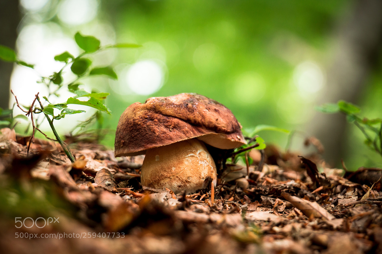 Canon EOS 70D sample photo. Penny bun photography