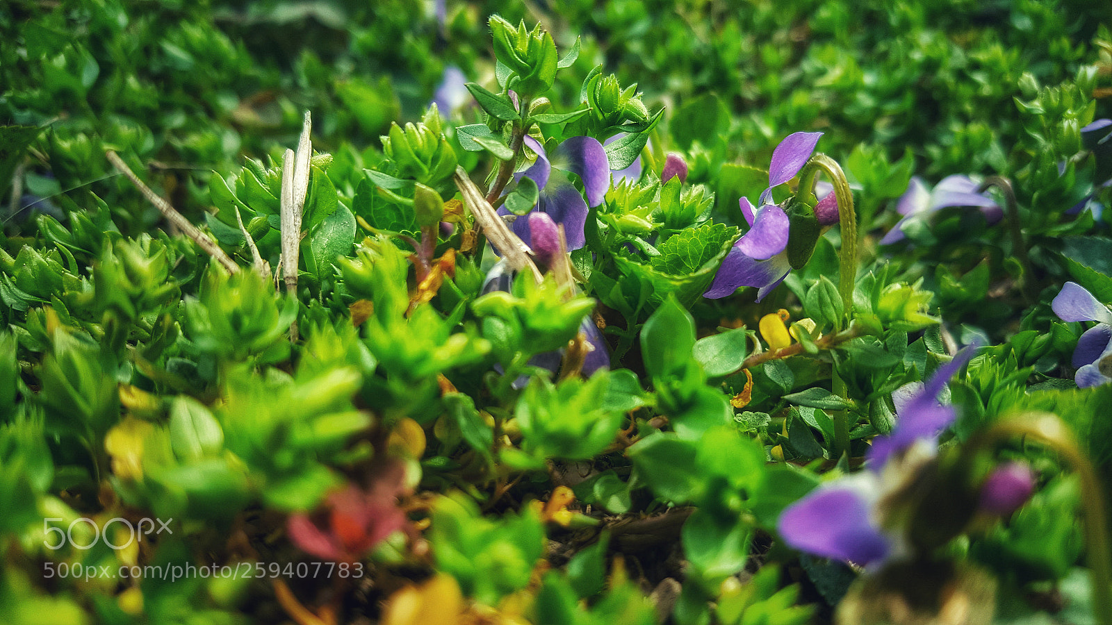 Samsung Galaxy Note5 sample photo. Fairy tale photography