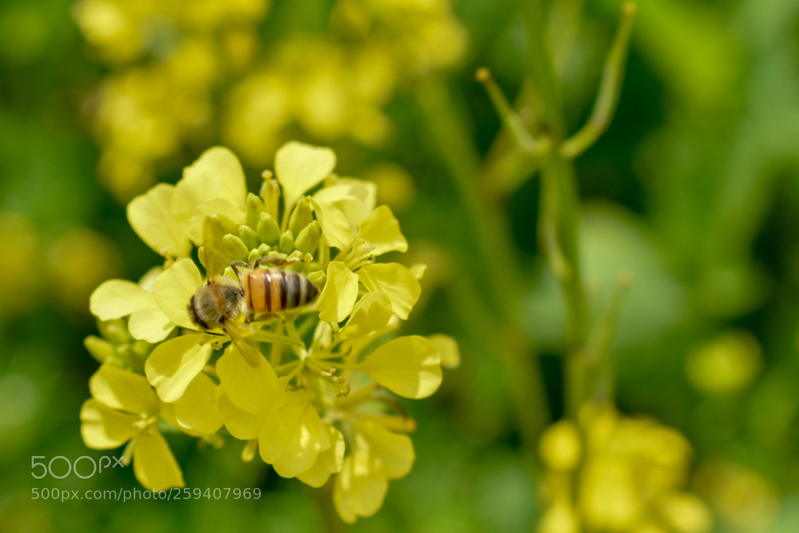 Nikon D3400 sample photo. Bee on flower photography