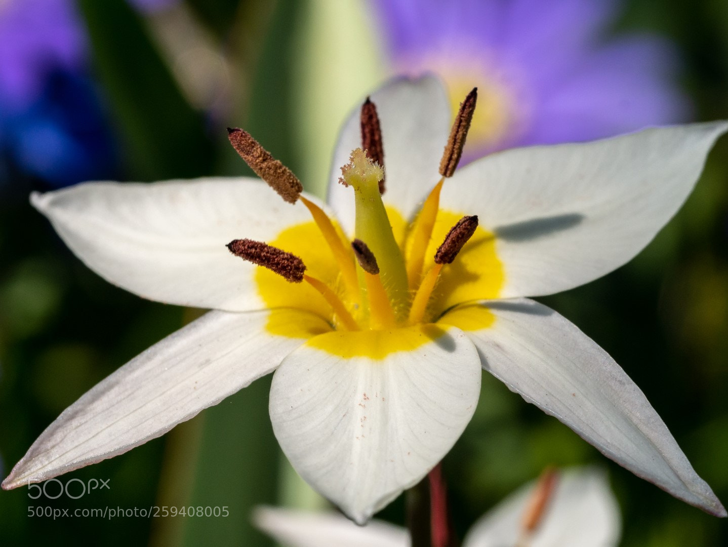 Panasonic Lumix DMC-GX7 sample photo. Wild tulip photography