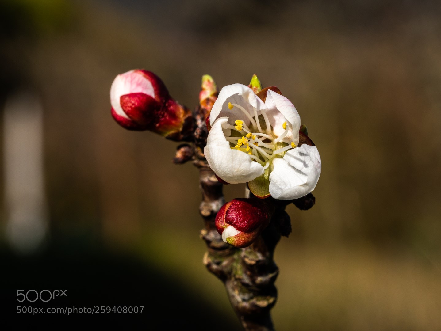 Panasonic Lumix DMC-GX7 sample photo. Apricot flower photography