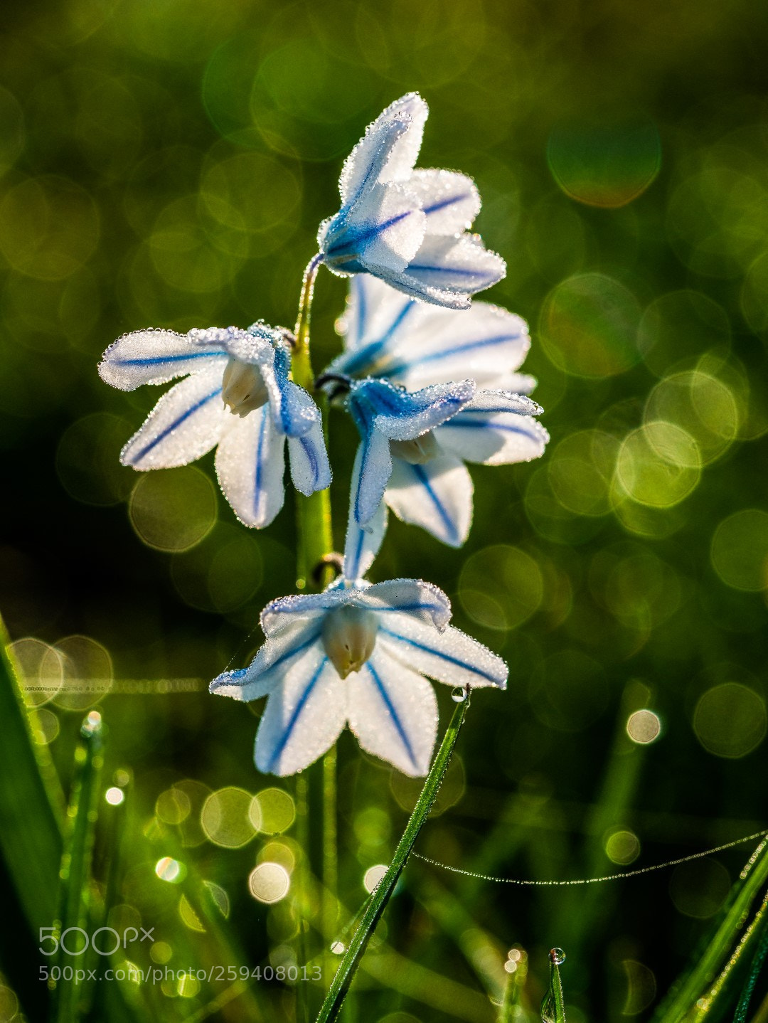 Panasonic Lumix DMC-GX7 sample photo. Puschkinia scilloides photography