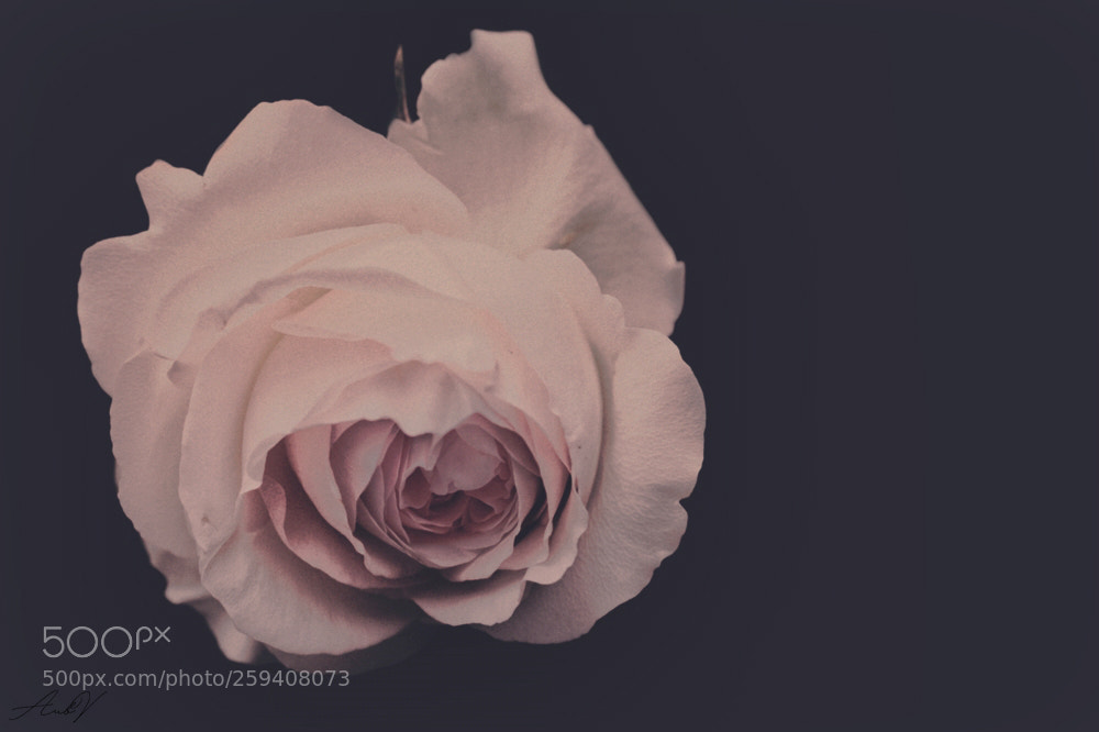 Canon EOS 7D sample photo. Rose photography