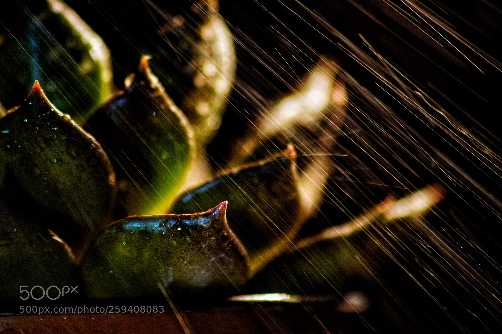 Sony ILCA-77M2 sample photo. Lluvia  photography