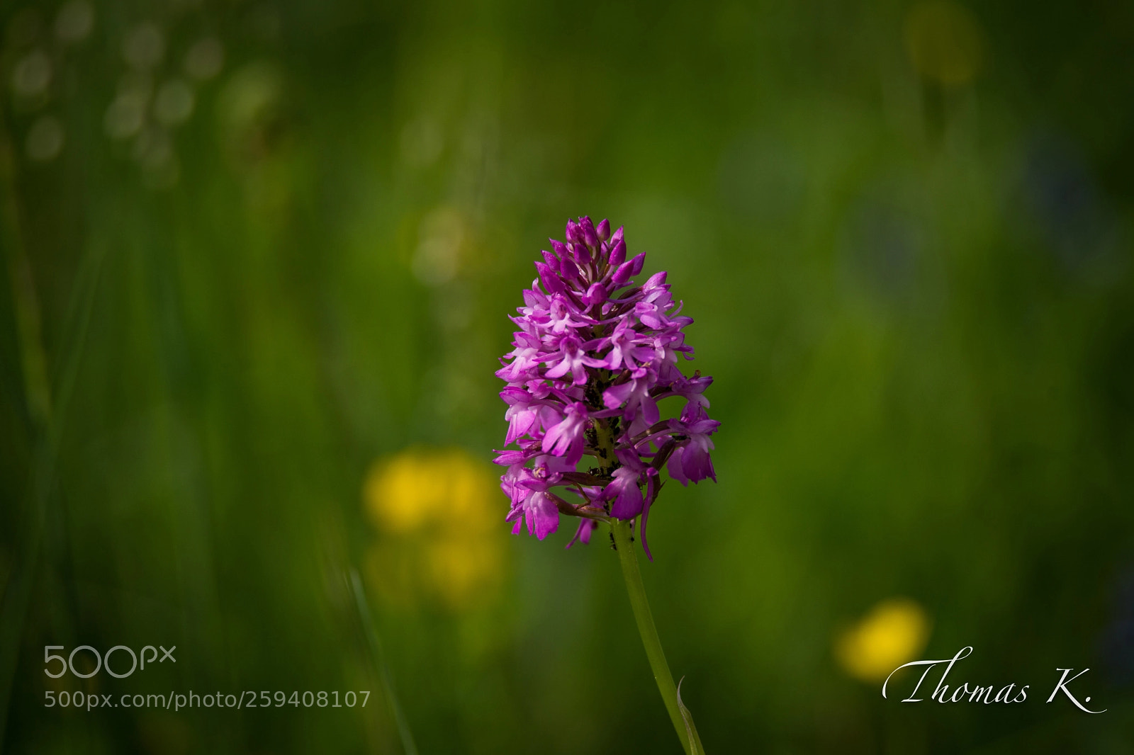 Sony SLT-A99V sample photo. Orchis pyramidal (anacamptis pyramidalis)

 photography