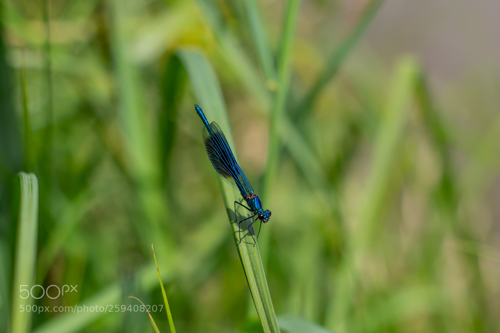 Canon EOS 6D sample photo. Dragonfly photography
