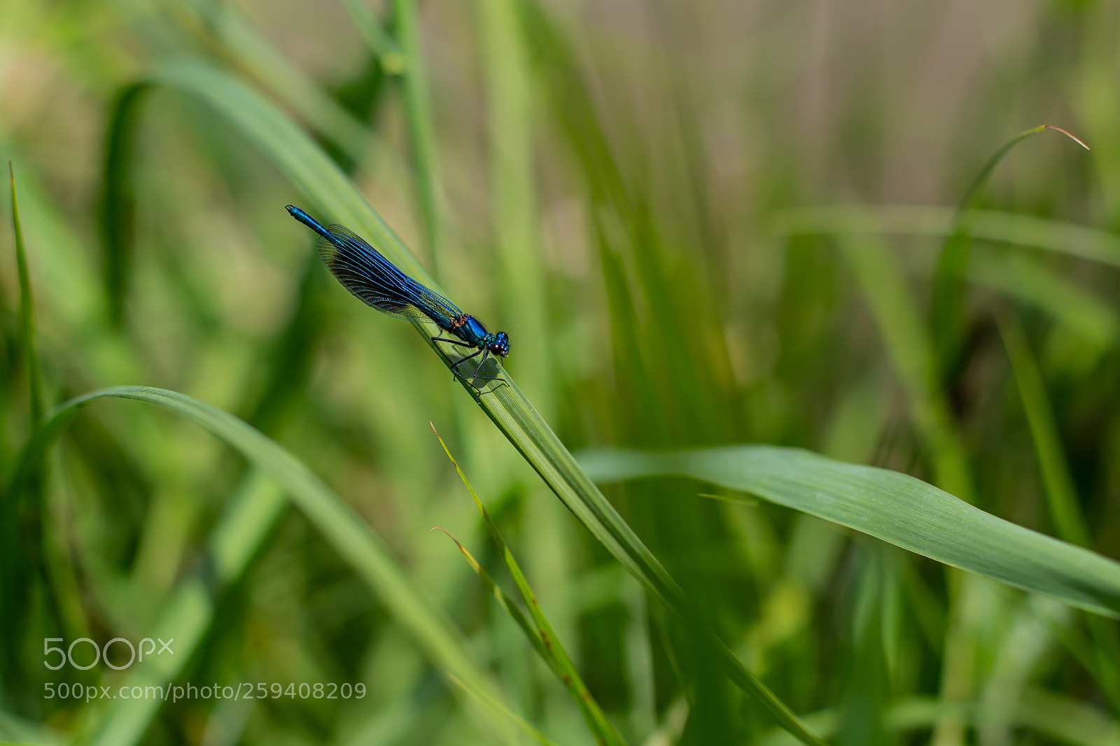 Canon EOS 6D sample photo. Dragonfly photography
