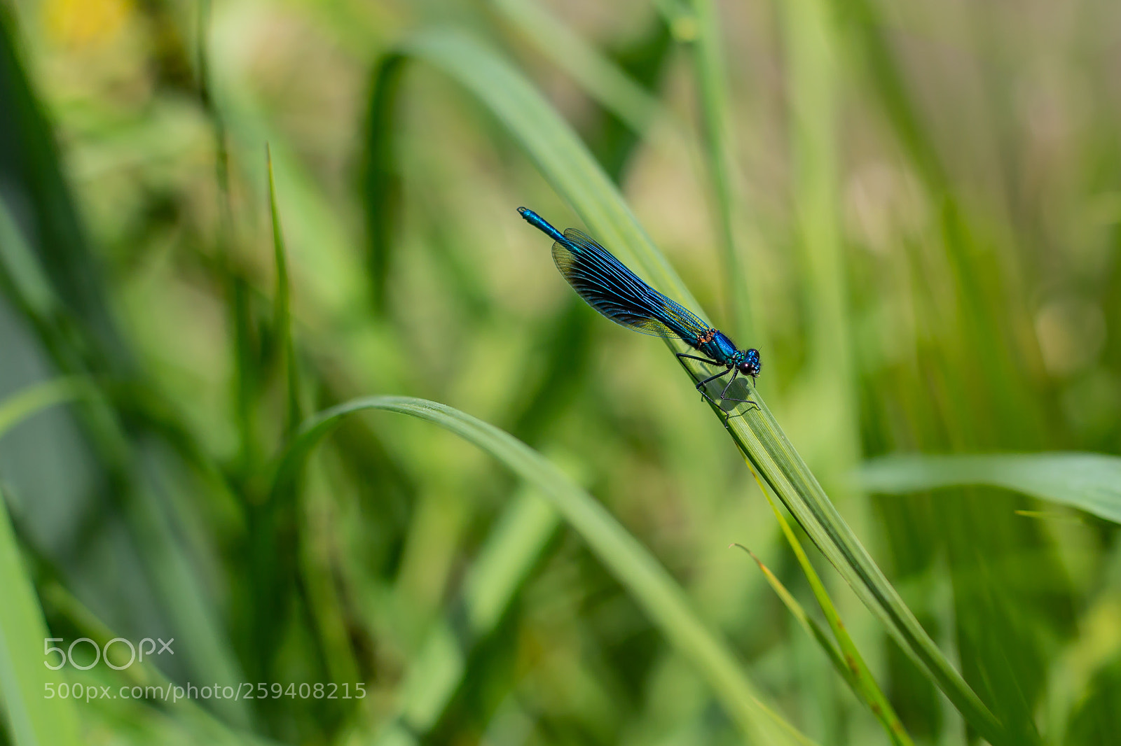 Canon EOS 6D sample photo. Dragonfly photography
