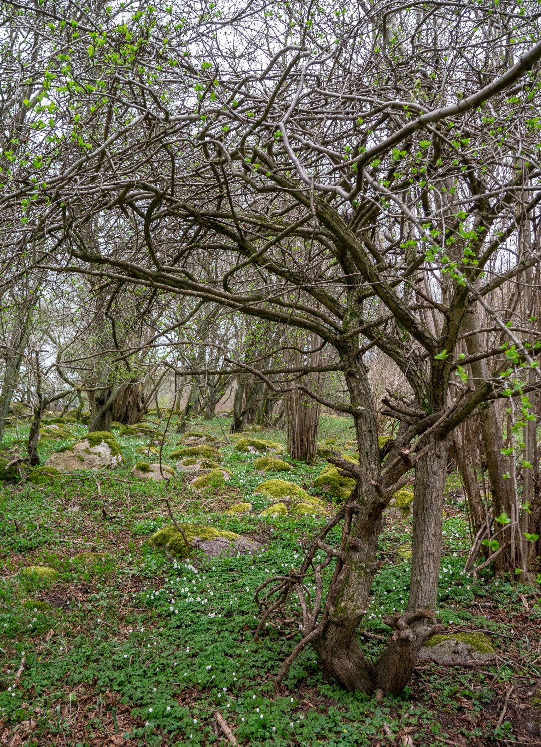 Panasonic Lumix DMC-GX1 sample photo. Spring forest photography