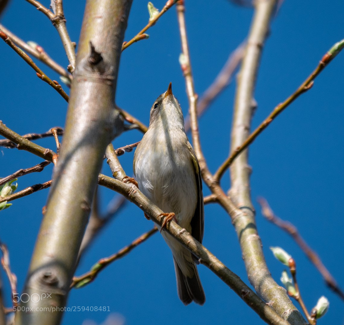 Panasonic Lumix DMC-GX85 (Lumix DMC-GX80 / Lumix DMC-GX7 Mark II) sample photo. Phylloscopus trochilus photography