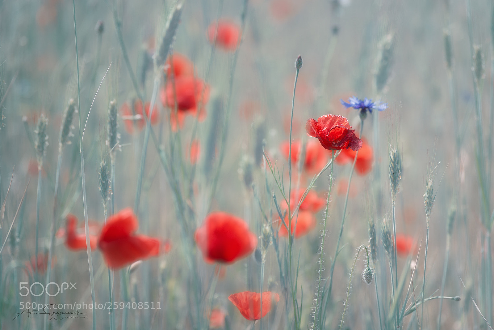 Nikon D7100 sample photo. Spring poppies photography