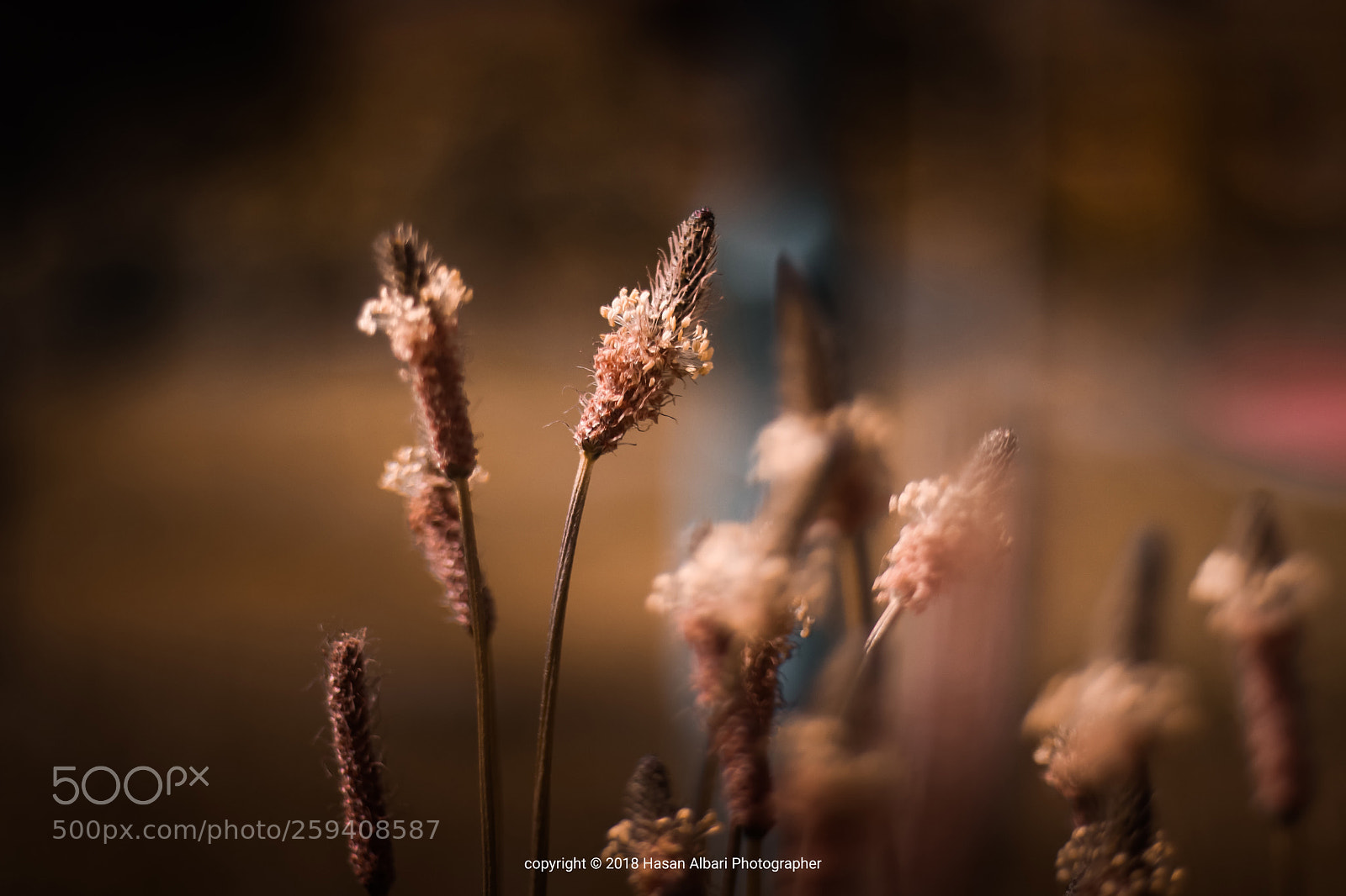 Canon EOS 80D sample photo. Flowers in field photography