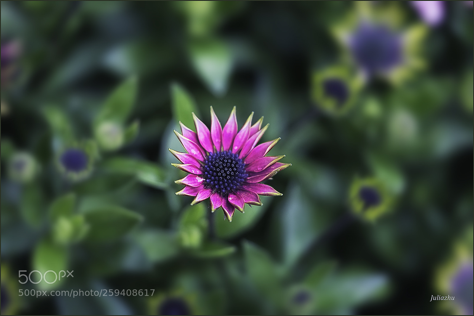 Canon EOS 5D Mark IV sample photo. Flower photography