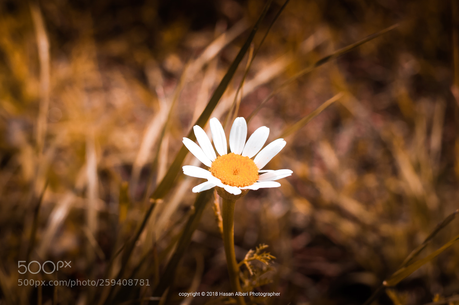 Canon EOS 80D sample photo. Flowers of sun  photography