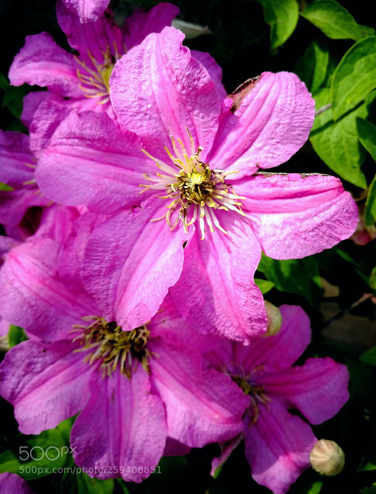 HUAWEI P10 sample photo. Beautiful flower photography