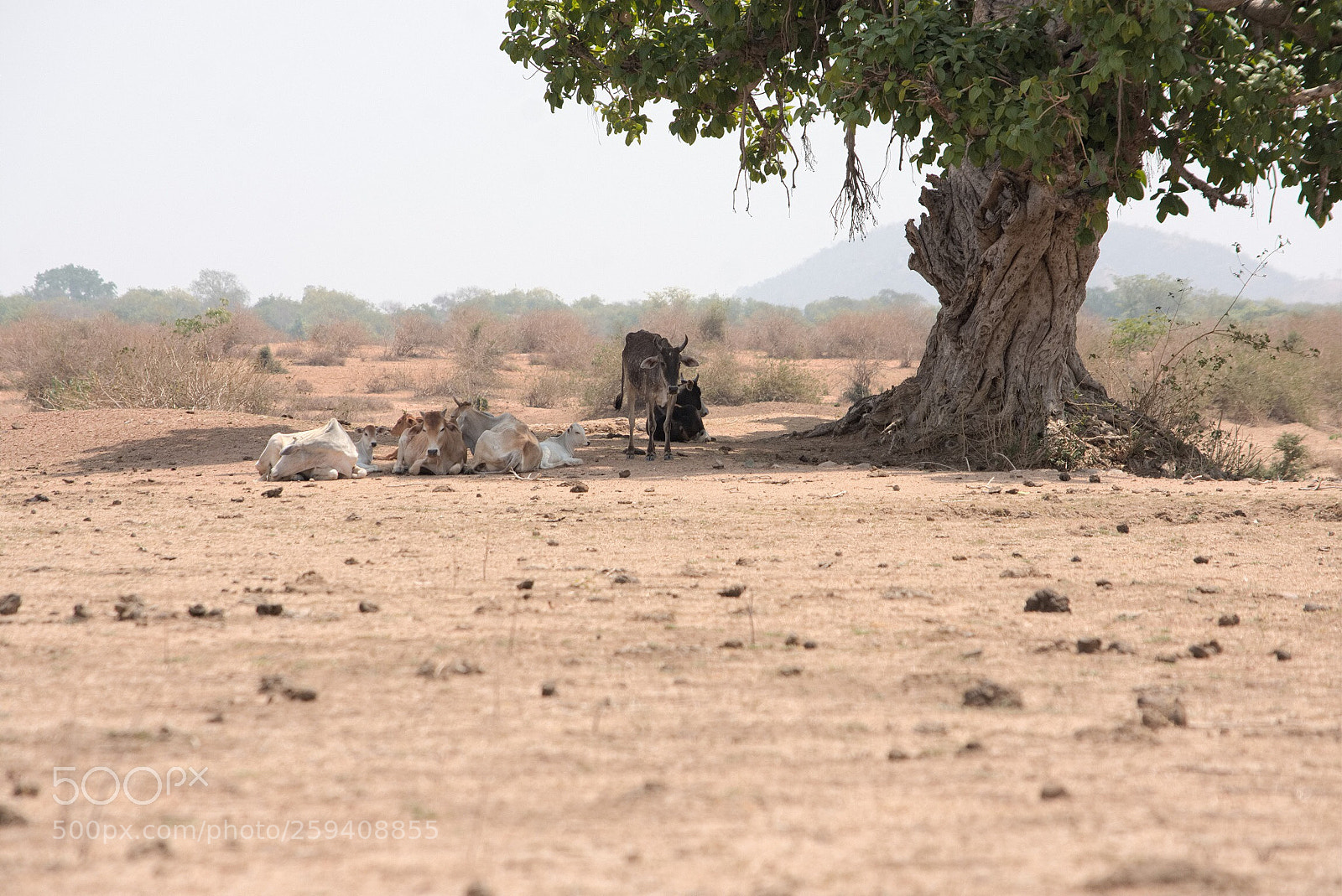 Nikon D3400 sample photo. Tree of life photography