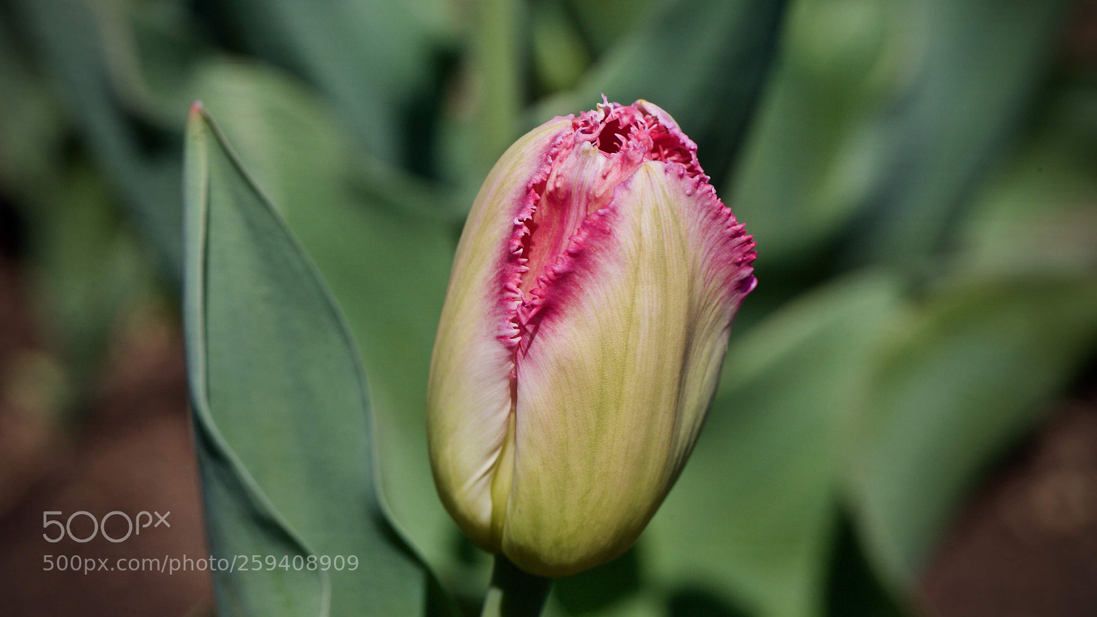 Canon EOS-1D X sample photo. Macro fine... photography