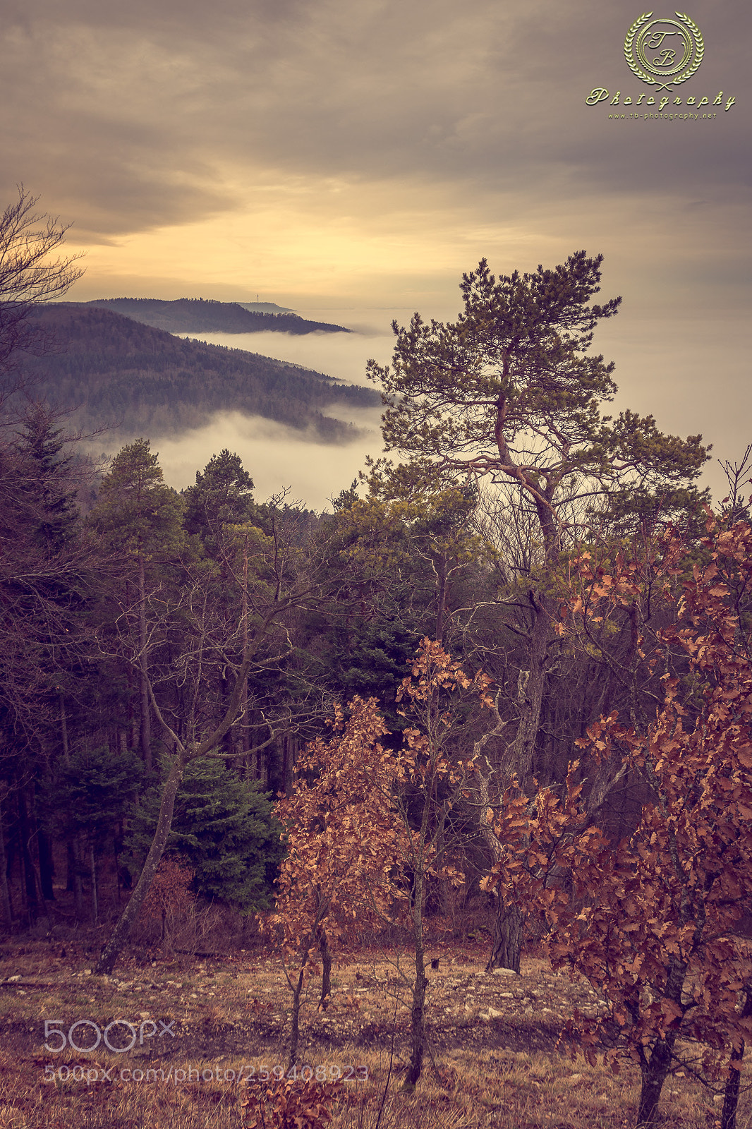 Nikon D7200 sample photo. Morgennebel im zollernalbkreis photography