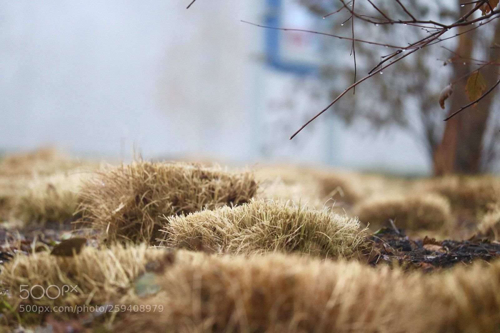 Canon EOS 750D (EOS Rebel T6i / EOS Kiss X8i) sample photo. Dry grass and dew photography