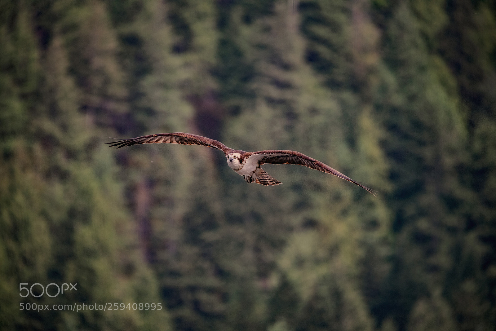 Nikon D750 sample photo. In flight photography