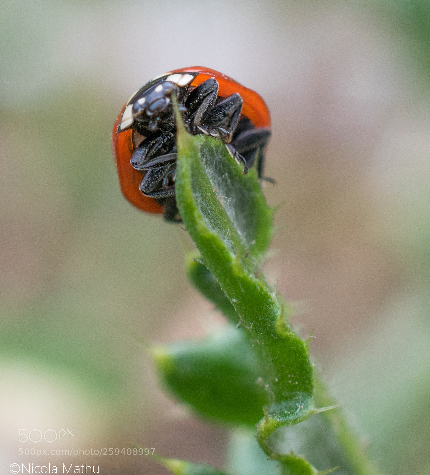 Nikon D5300 sample photo. Lieveheersbeestje photography