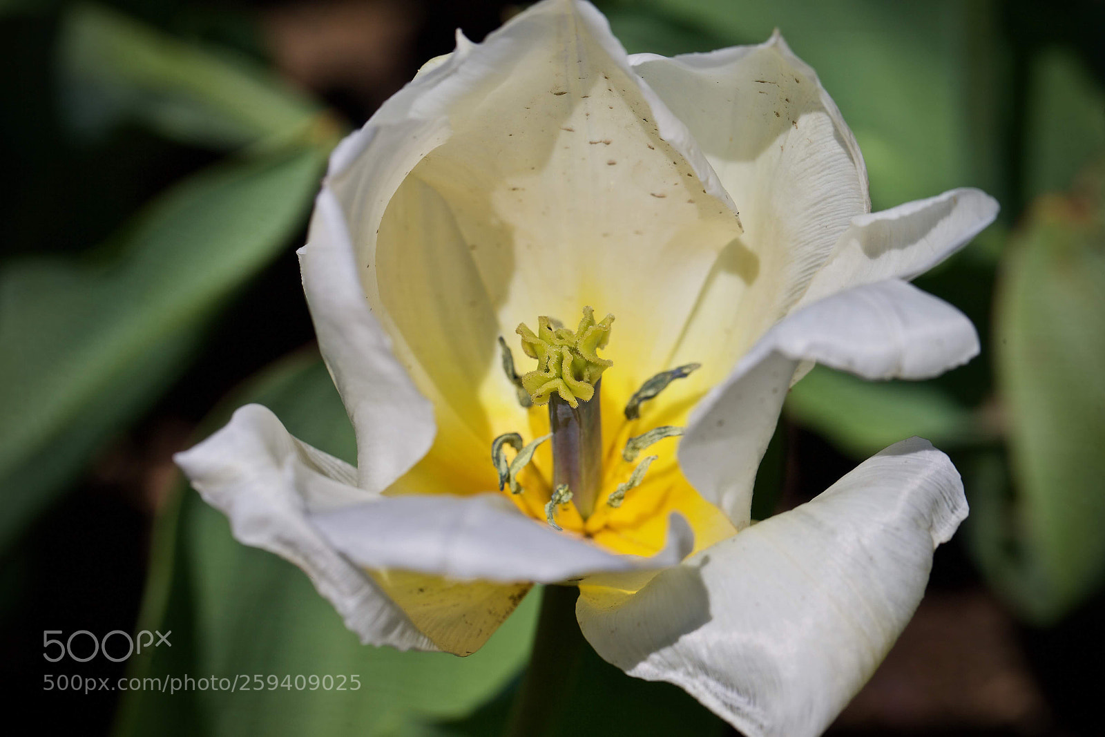 Canon EOS-1D X sample photo. Details... photography