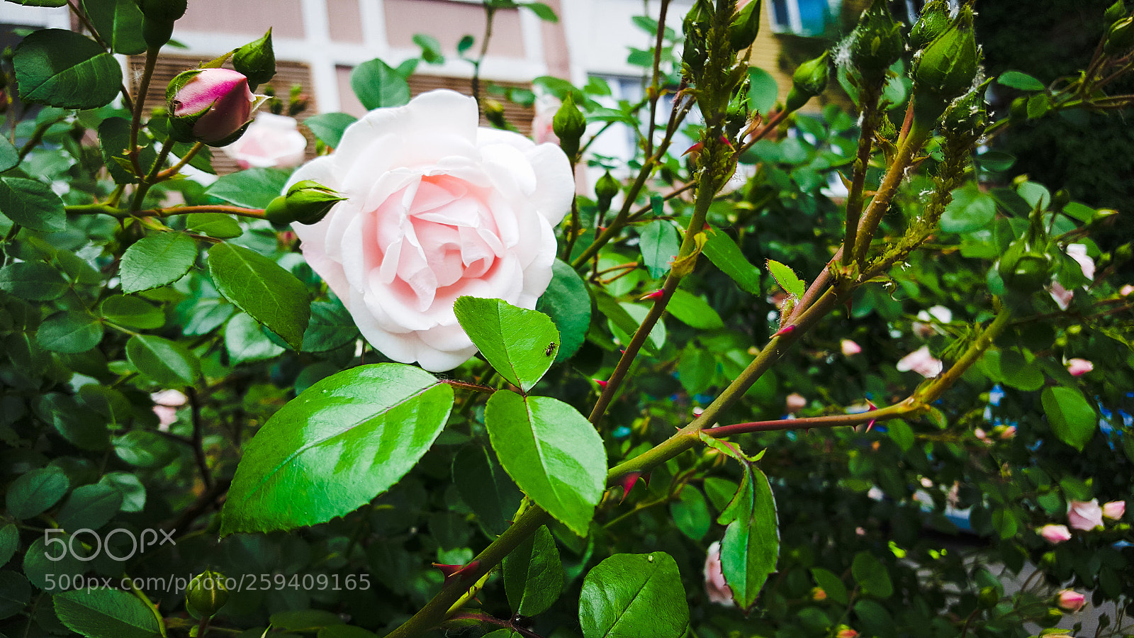 Samsung GALAXY S6 edge sample photo. Pink roses photography