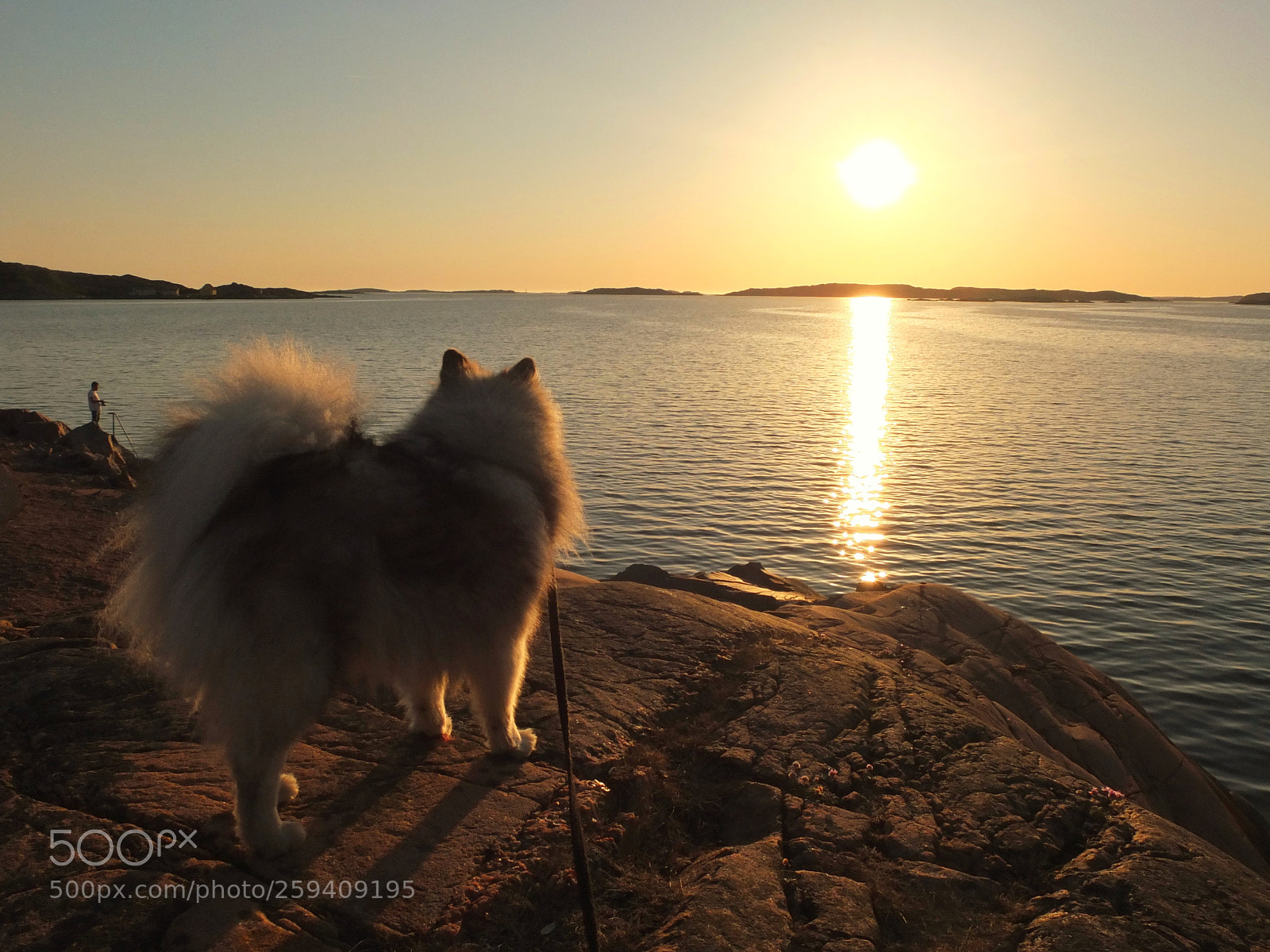 Fujifilm X10 sample photo. Fluffball in sunset photography