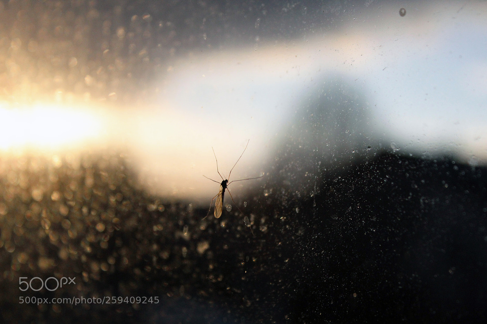 Canon EOS 600D (Rebel EOS T3i / EOS Kiss X5) sample photo. Mosquito photography