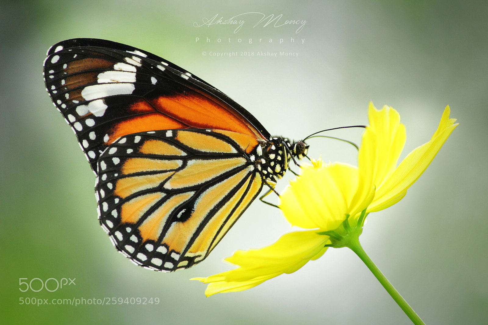 Canon EOS 1200D (EOS Rebel T5 / EOS Kiss X70 / EOS Hi) sample photo. Viceroy butterfly photography